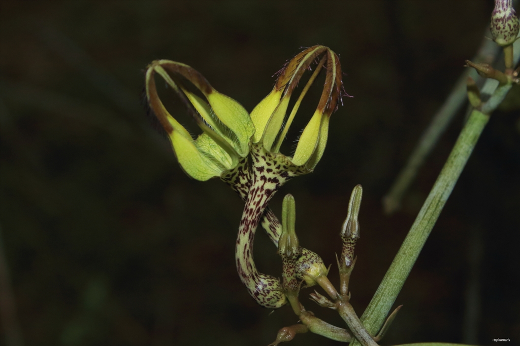 Ceropegia juncea eFlora of India